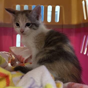 Addie -  Domestic Short Hair Cat for Adoption in Chattanooga, Tennessee - Addie | PetCurious