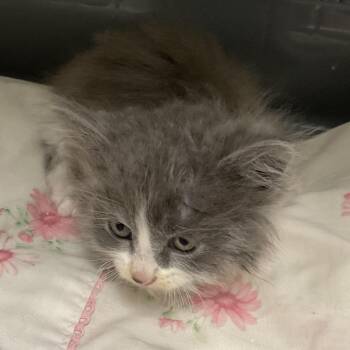 Domestic Long Hair Cats Available for Adoption in Saint Joseph, Missouri - Ice Brady | PetCurious