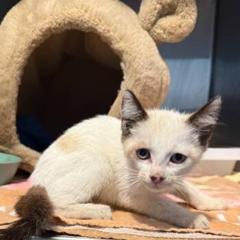 Domestic Short Hair Cats Available for Adoption in Volcano, Hawaii - Piglet (COH-A-67429) | PetCurious