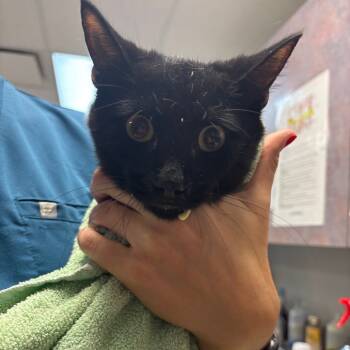 Rescue Domestic Medium Hair Cats for Adoption in Vineland, New Jersey - Joel | PetCurious