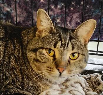 Garnet -  Domestic Short Hair Cat for Adoption in Indiana, Pennsylvania - Garnet | PetCurious