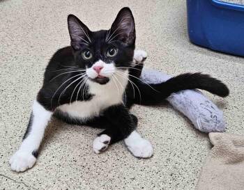 Kitten Frankie -  Domestic Short Hair Cat for Adoption in Seal Beach, California - Kitten Frankie | PetCurious