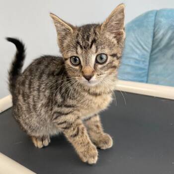 Brulee -  Tabby Cat for Adoption in Roanoke, Virginia - Brulee | PetCurious