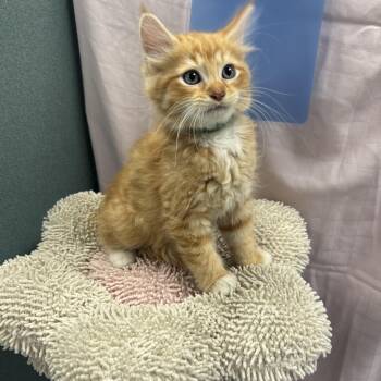 Ariel -  Maine Coon and Domestic Long Hair Cat for Adoption in Bardstown, Kentucky - Ariel | PetCurious