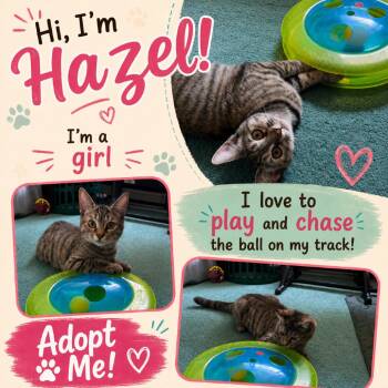 Hazel -  Domestic Short Hair Cat for Adoption in Mount Laurel Township, New Jersey - Hazel | PetCurious