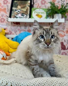 Siamese and Domestic Long Hair Cats Available for Adoption - Boss Man | PetCurious