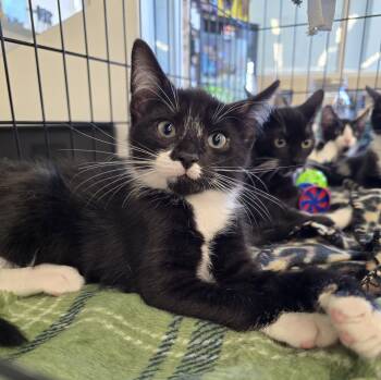 Coach -  Domestic Short Hair Cat for Adoption in Rossville, Maryland - Coach | PetCurious