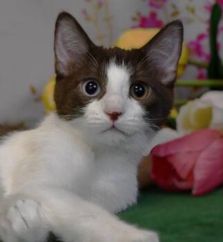 Dottie -  Domestic Short Hair Cat for Adoption in Roanoke, Texas - Dottie | PetCurious