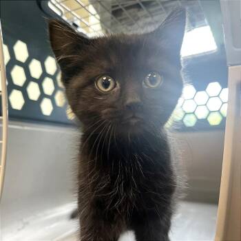 Glitter -  Domestic Short Hair Cat for Adoption in Kansas City, Kansas - Glitter | PetCurious