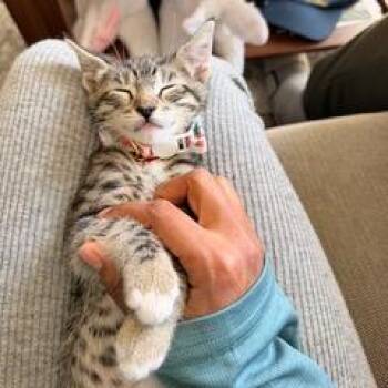 Pinole -  Domestic Short Hair Cat for Adoption in Pleasant Hill, California - Pinole | PetCurious