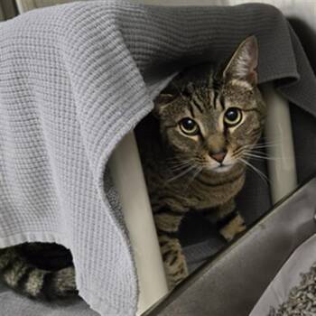 ROOMIE -  Domestic Short Hair Cat Available for Adoption in Derwood, Maryland - ROOMIE | PetCurious