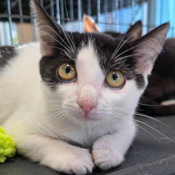 Tall Poppy -  Domestic Short Hair Cat for Adoption in Chatham, Virginia - Tall Poppy | PetCurious