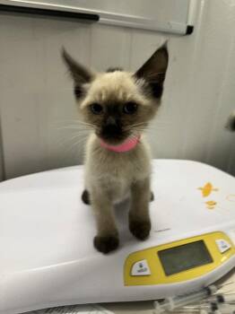 A228197 -  Domestic Short Hair Cat for Adoption in Woodland, California - A228197 | PetCurious