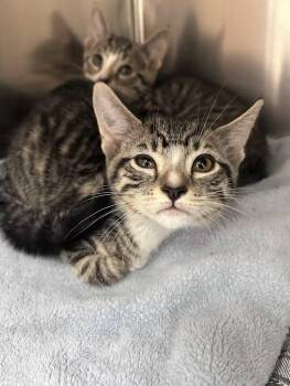 Woody (Bonded to Buzz) -  Domestic Short Hair and Tabby Cat for Adoption in Greensboro, North Carolina - Woody (Bonded To Buzz) | PetCurious