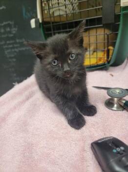 Lucky Charms -  Domestic Short Hair Cat for Adoption in Harbor Springs, Michigan - Lucky Charms | PetCurious