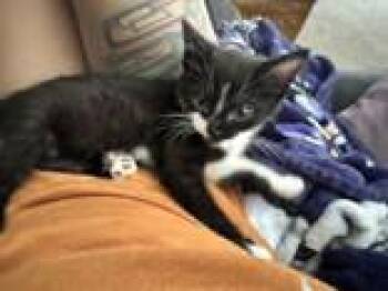 Lupin -  Domestic Short Hair Cat for Adoption in Newport, Kentucky - Lupin | PetCurious
