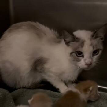 Brandy (feral) -  Siamese Cat for Adoption in Kerrville, Texas - Brandy (feral) | PetCurious