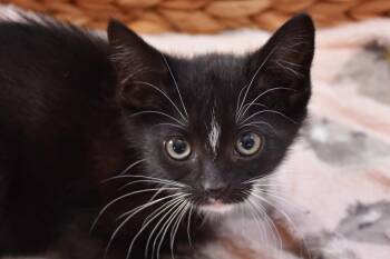 Clover -  Domestic Short Hair Cat for Adoption in Georgetown, Ohio - Clover | PetCurious