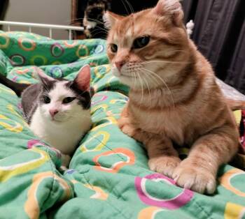 Domestic Short Hair Cats Available for Adoption in Minneapolis, Minnesota - Sunset (FIV+) / Mouse (FIV+) | PetCurious