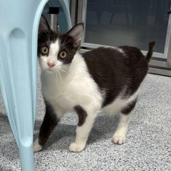 Oogie Boogie -  Domestic Short Hair Cat for Adoption in Colorado Springs, Colorado - Oogie Boogie | PetCurious