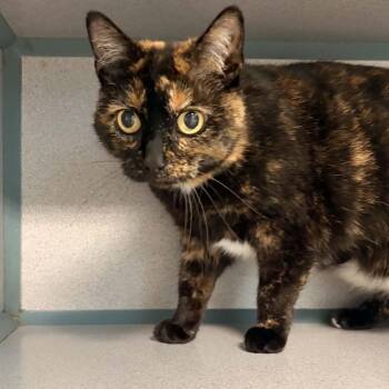 Olympias -  Domestic Short Hair Cat for Adoption in Waterloo, Iowa - Olympias | PetCurious