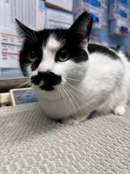 Cow -  Domestic Short Hair Cat for Adoption in Roseville, California - Cow | PetCurious