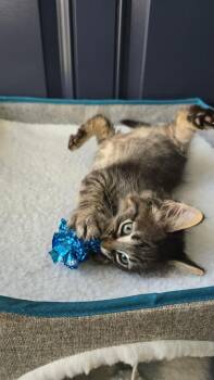 Thomas -  Domestic Long Hair Cat for Adoption - Thomas | PetCurious
