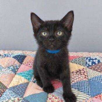 Austin -  Domestic Short Hair Cat for Adoption in Buffalo, Minnesota - Austin | PetCurious