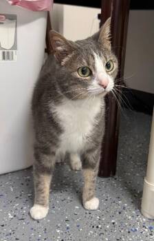 Eve -  Domestic Short Hair Cat for Adoption in Yankton, South Dakota - Eve | PetCurious