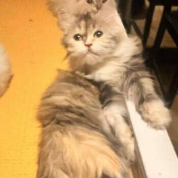 Rescue Persian and Calico Cats for Adoption in Brampton, Ontario - Samah | PetCurious