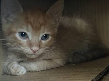 Swedish Fish -  Domestic Short Hair Cat for Adoption in New York, New York - Swedish Fish | PetCurious