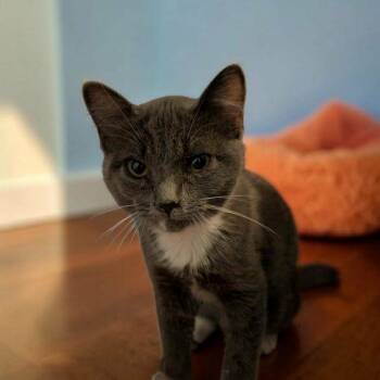 Pizza Steve -  Domestic Short Hair and Russian Blue Cat for Adoption in Sanford, North Carolina - Pizza Steve | PetCurious