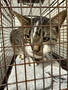 Rescue Domestic Short Hair Cats for Adoption in Knoxville, Tennessee - Boris | PetCurious