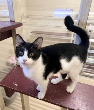 Marcie -  Domestic Short Hair Cat for Adoption in Logan, Ohio - Marcie | PetCurious