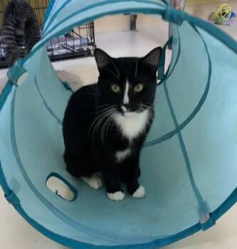 Rescue Domestic Short Hair Cats for Adoption in Keokuk, Iowa - Sylvester | PetCurious