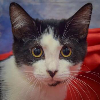 Sanica -  Domestic Short Hair Cat for Adoption in Huntley, Illinois - Sanica | PetCurious