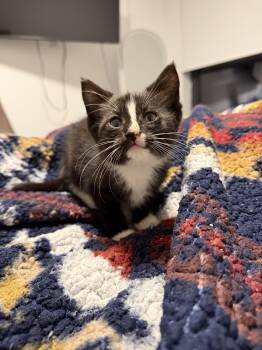 Beacon -  Domestic Short Hair Cat for Adoption in Bayonne, New Jersey - Beacon | PetCurious