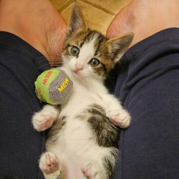 Gizmo -  Domestic Short Hair Cat for Adoption in Fort Worth, Texas - Gizmo | PetCurious