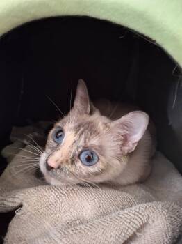 Rescue Siamese Cats for Adoption in Ballwin, Missouri - Kaya | PetCurious