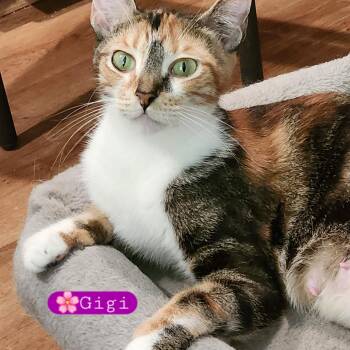 Gigi -  Calico and Domestic Short Hair Cat for Adoption in Yorba Linda, California - Gigi | PetCurious