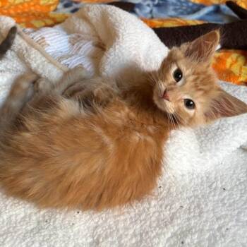 Dashi -  Domestic Short Hair Cat for Adoption in Newport News, Virginia - Dashi | PetCurious