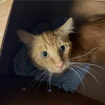 Freddy -  Domestic Short Hair Cat for Adoption in Brentwood, Missouri - Freddy | PetCurious
