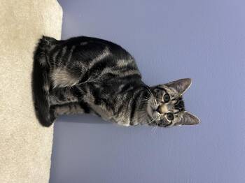 Rescue Tabby Cats for Adoption in High Ridge, Missouri - Oscar | PetCurious