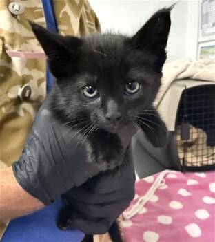 A882600 -  Domestic Medium Hair Cat for Adoption in Camarillo, California - A882600 | PetCurious