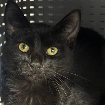 Gertrude -  Domestic Short Hair Cat for Adoption in Spokane, Washington - Gertrude | PetCurious