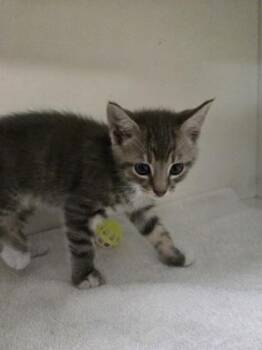 Trout -  Domestic Short Hair Cat for Adoption in Savannah, Georgia - Trout | PetCurious