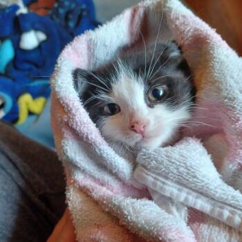 Greyson -  Domestic Short Hair Cat Available for Adoption in Wind Gap, Pennsylvania - Greyson | PetCurious