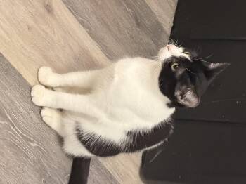 Dory -  Domestic Short Hair Cat for Adoption in Leesville, Louisiana - Dory | PetCurious