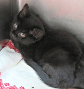 Francis -  Domestic Short Hair Cat for Adoption in Lexington, Virginia - Francis | PetCurious