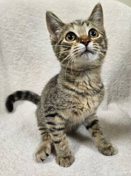 Rescue Domestic Short Hair Cats for Adoption in Fremont, Ohio - Niki | PetCurious